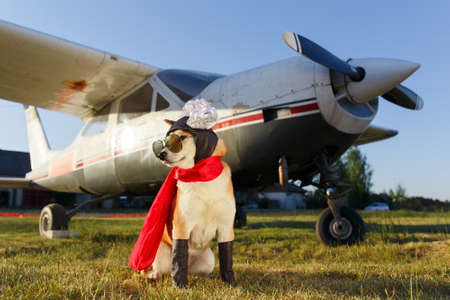 Funny photo of the Shiba Inu dog in a pilot suit at the airportの写真素材