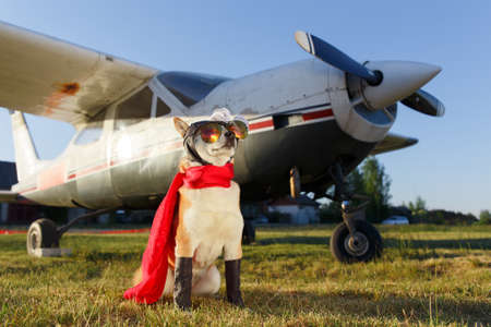 Funny photo of the Shiba Inu dog in a pilot suit at the airportの写真素材