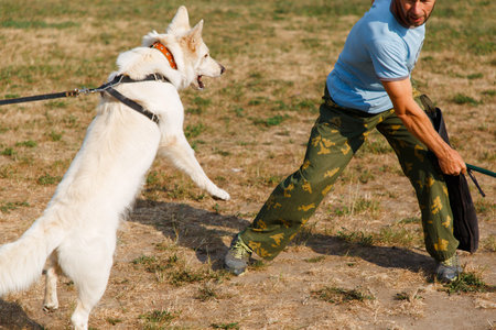 The instructor conducts the lesson with the white Swiss shepherd dog. The dog protects its master.