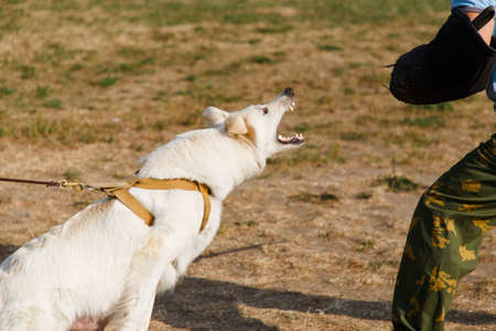 The instructor conducts the lesson with the white Swiss shepherd dog. The dog protects its master.の写真素材