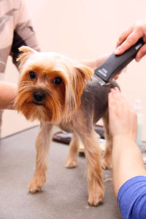 Yorkshire Terrier getting his hair cut at the groomerの写真素材