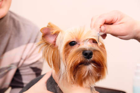Yorkshire Terrier getting his hair cut at the groomerの写真素材