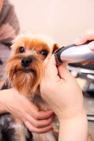 Yorkshire Terrier getting his hair cut at the groomerの写真素材