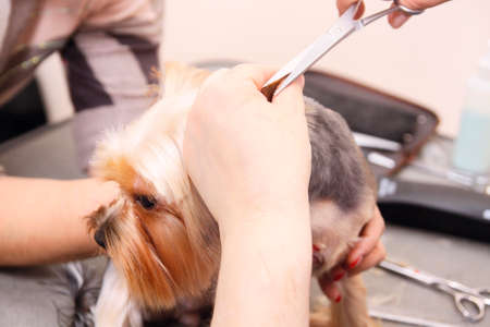 Yorkshire Terrier getting his hair cut at the groomerの写真素材
