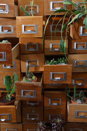Collection of various cactus and succulent plants in vintage file cabinet