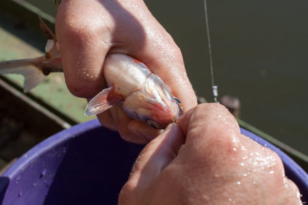 Close-up of the fishermans hands. Hands remove from the hook just caught fish.