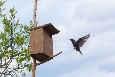 The Starling flies up to the birdhouse. It has food for the Chicks in its beak. Both the male and female are engaged in feeding the Chicks.の写真素材