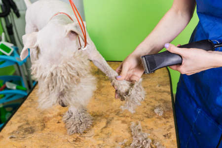 Fox terrier getting his hair cut at the groomer. Trimming paws with a trimmer.の写真素材