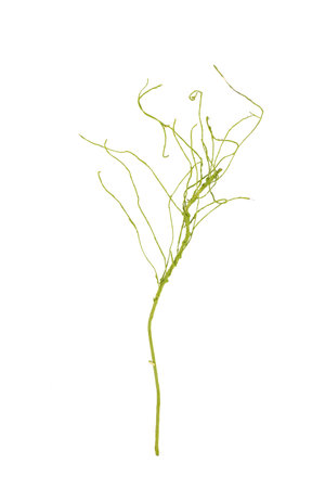 Beautiful artificial branch isolated on white background