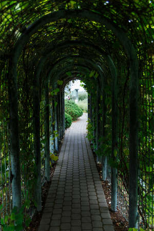 Pedestrian tunnel overgrown with wild grapes in the Botanical gardenの写真素材