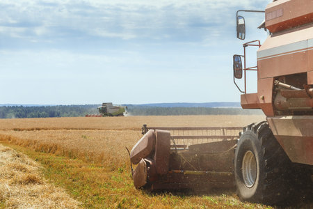 Two combines harvests ripe wheat in the grain field. Agricultural work in summer. Detail of the...