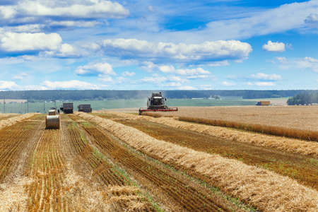 The combine harvests ripe wheat in the grain field. A truck is waiting nearby to load grain. Agricultural work in summer.の写真素材