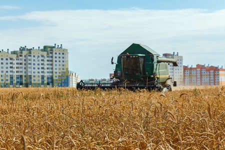 The field of grain wheat and combine harvester near a residential area on background Agricultural work in summer. Header close up.のeditorial素材