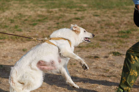 The instructor conducts the lesson with the white Swiss shepherd dog. The dog protects its master.の写真素材