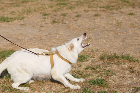 A white Swiss Shepherd dog barks at an attacking instructor during a defense training session.