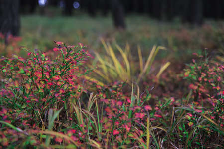 Colorful leaves on a blueberry bush in the forest against a background of forestの写真素材