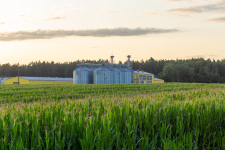 Modern Granary elevator and seed cleaning line at corn field. Silver silos on agro-processing and...