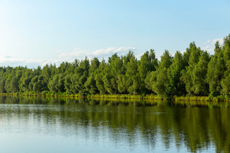 Summer landscape with forest at an empty lake coast on a summer day. Natural background photo