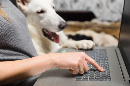 A woman with her pet white Swiss Shepherd uses a laptop for work, communication or online shoppingの写真素材