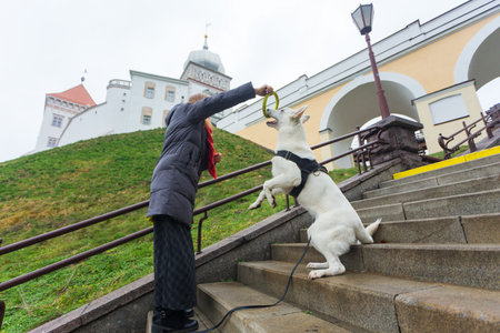 A woman is training her cute dog White Swiss Shepherd outdoors on a staircase in the city park.