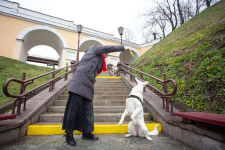 A woman is training her cute dog White Swiss Shepherd outdoors on a staircase in the city park.の写真素材