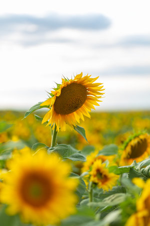 Beautiful sunflowers on background of sky. Sunflower field landscape, bright yellow petals, green...