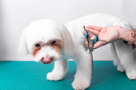 Professional groomer takes care of Maltese lapdog in animal beauty salon. Grooming salon worker cuts hair on white decorative toy dog paw in close up. Specialist works with comb scissors.の写真素材