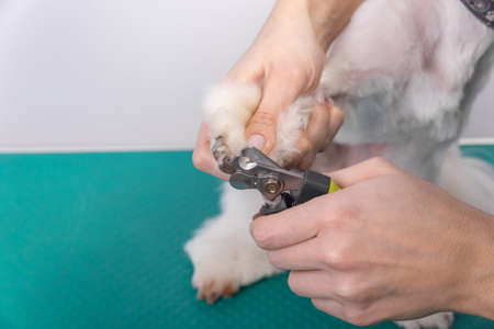 A woman cuts her claws on a Maltese lapdog. Beautiful decorative dog in grooming procedure.の写真素材