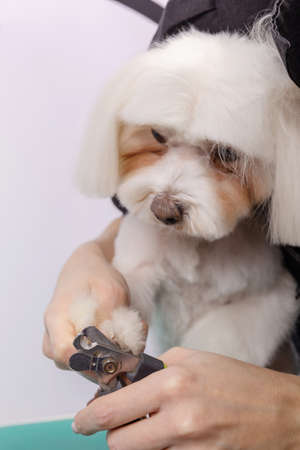 A woman cuts her claws on a Maltese lapdog. Beautiful decorative dog in grooming procedure.の写真素材