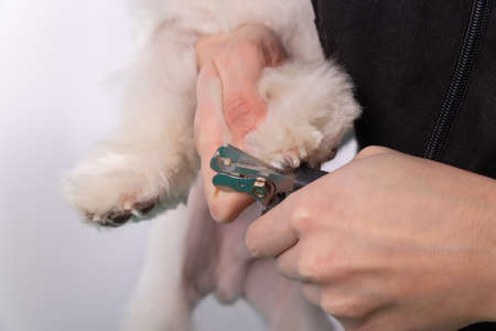 A woman cuts her claws on a Maltese lapdog. Beautiful decorative dog in grooming procedure.の写真素材