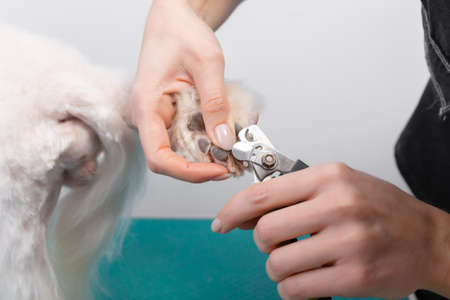 A woman cuts her claws on a Maltese lapdog. Beautiful decorative dog in grooming procedure.の写真素材