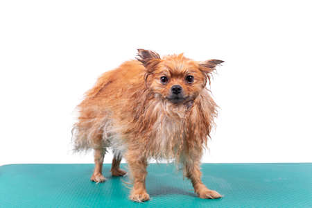 Wet funny Orange Pomeranian Spitz. The dog is washed before the haircut and grooming. Isolated on white background.の写真素材