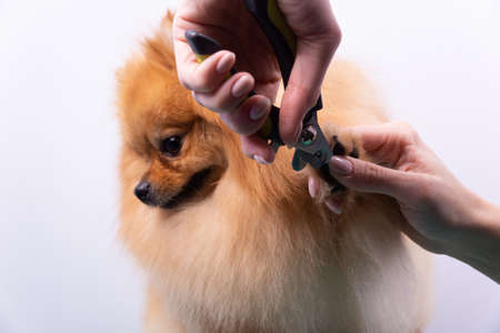 A woman cuts her claws on a Pomeranian dog. Beautiful decorative dog in grooming procedure.の写真素材