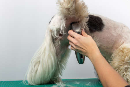 Female groomer brushing Shih Tzu at grooming salon. Grooming and haircut the dog fur of Shih-Tzu dog by woman with trimmer.の写真素材