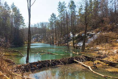Large beaver dam which flooded marshes and created lake in Belarusの写真素材