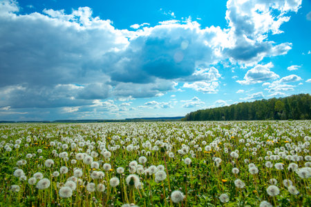 Summer landscape meadow of dandelions and white fluffy clouds in the blue sky on a sunny dayの写真素材