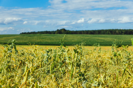 The green field with corn under cloudy skyの写真素材