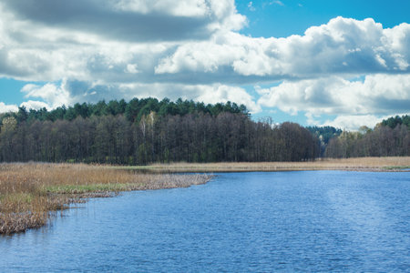 The shore of a lake in summer. Cattails grow on the shore of a grassy lake.の写真素材