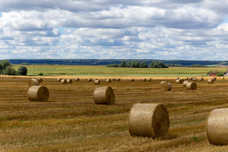 View of a wide harvested field with big yellow straw bales under the blue skyの写真素材