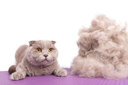 A British gray cat looks at camera laying near by large pile of his own fur after a haircut in an animal beauty salon. Selective focus. Isolated on white.の写真素材