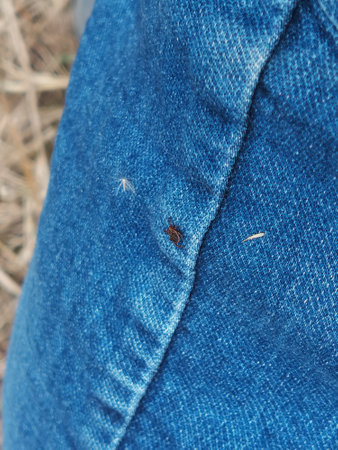 A small deer tick found on the blue jeans, pant leg of a man. The insect is tiny, black, and a reminder to do a tick check in order to avoid potential diseases such as lyme.の写真素材