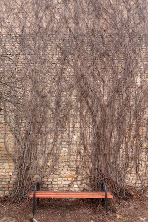 A bench against the background of a wall overgrown with wild grapes. The vineyard, branches of wild grapes are located on the wall of the house, a beautiful natural background, wallpaper.の写真素材