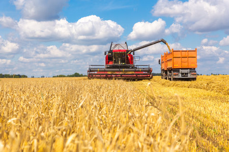 Combine harvester load wheat in the truck at the time of harvest in a sunny summer day. Bright rural background, wallpaper, design.の写真素材