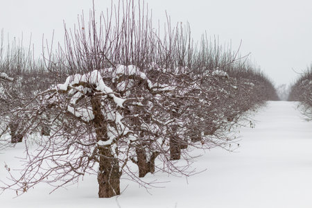 Passage between rows of young apple trees in a farmer's garden in winter. Apple orchard covered with...