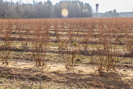 A well-maintained blueberry farm with neat rows of bushes and an automated irrigation system in springtime.の写真素材