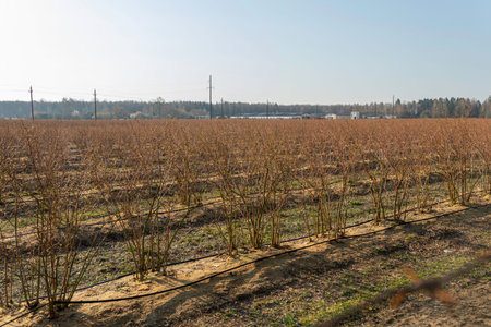 A well-maintained blueberry farm with neat rows of bushes and an automated irrigation system in springtime.の写真素材