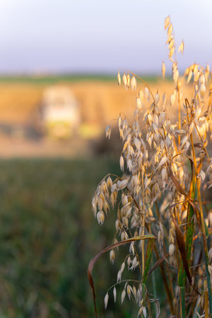 Barley harvest at sunset. A combine works in the background. Shallow depth of field focuses on the foreground's ripe barley ears and grains. Warm evening light.の写真素材