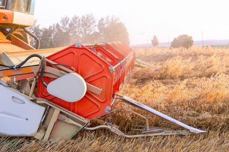 Combine header in evening light, close-up. Harvesting barley. Summer harvest time.