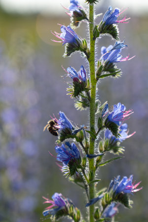 A honey bee pollinates vibrant purple lupine flowers in the warm summer evening light, collecting nectar for honey production.の写真素材
