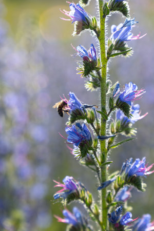 A honey bee pollinates vibrant purple lupine flowers in the warm summer evening light, collecting nectar for honey production.の写真素材